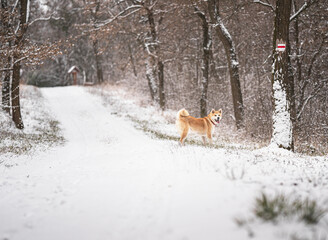 Nice akita dog in the forest in winter