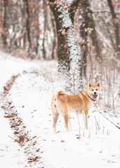 Nice akita dog in the forest in winter