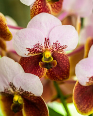 Orchid displayed at the Redlands Orchid Festival in Homestead, Fl on 100321