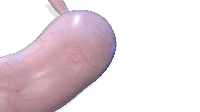 Stomach, internal organs 3D render, anatomy of the human body, white background with luma matte for transparency.