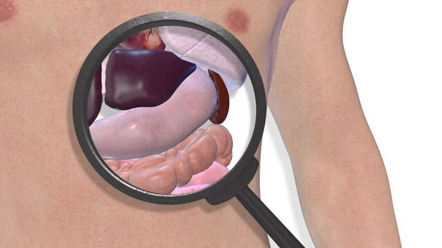 Stomach, internal organs 3D render, anatomy of the human body, white background with luma matte for transparency.