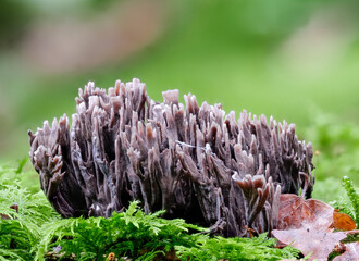 Graue Koralle (CLAVULINA CINEREA) © Gerhard