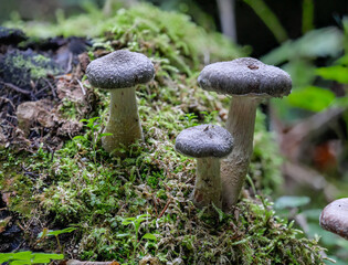 Weißvioletter Dickfuss (CORTINARIUS ALBOVIOLACEUS)