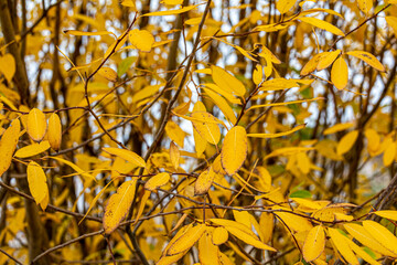 Autumn yellow willow leaves. Natural abstract background.