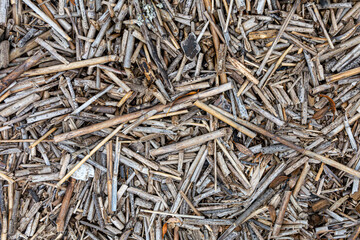 Dry broken stems of reeds on the shore of the reservoir. Abstract background.