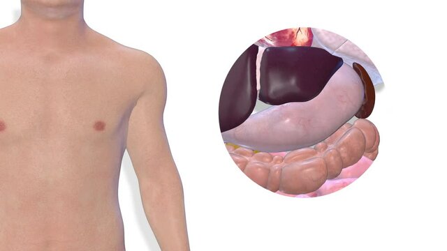Stomach, internal organs 3D render, anatomy of the human body, white background with luma matte for transparency.