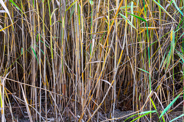 Obraz premium Stems of reeds on the shore of the reservoir. Close-up. Abstract background.