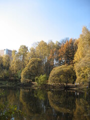 trees on the lake shore in autumn in sunny weather