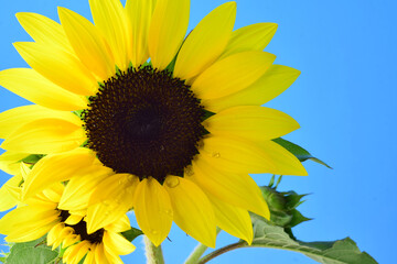 sunflower on blue background