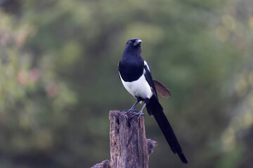 European Magpie Pica pica sitting on a trunk