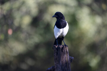 European Magpie Pica pica sitting on a trunk