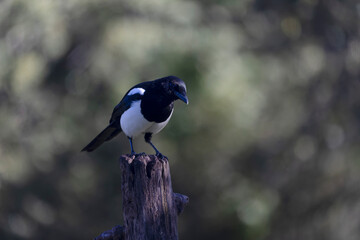 European Magpie Pica pica sitting on a trunk
