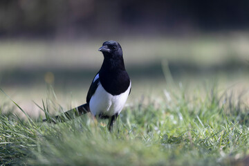 Fototapeta premium European Magpie Pica pica sitting on a trunk