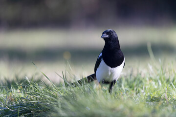 European Magpie Pica pica sitting on a trunk