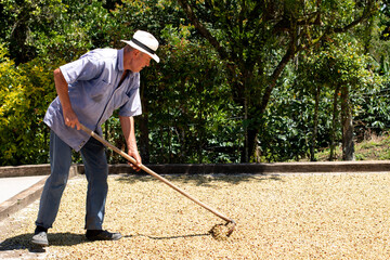 Barn spreading coffee for drying. Coffee farmer drying coffee. Latin farmer with hat. Processed coffee beans drying in the sun.