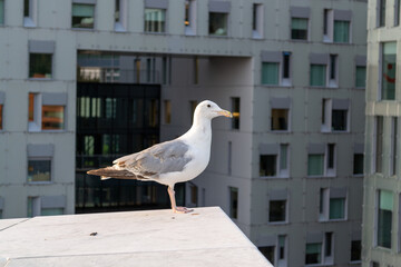 Seagull on the roof of a building