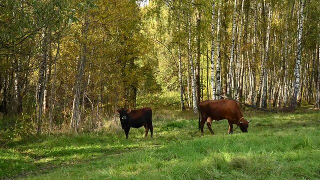A cow and a calf graze in a green meadow. Video static camera. High quality 4k footage