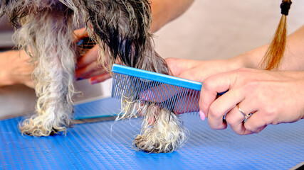 combing the tangles of a dog with a comb in an animal salon
