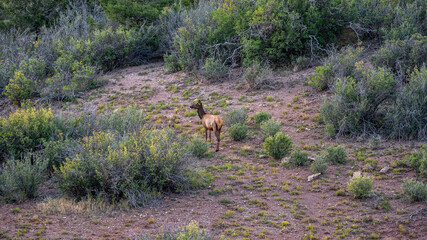 cow elk