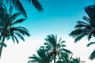 Fototapeta na wymiar Landscape of date palms against the background of a purple sunset sky.