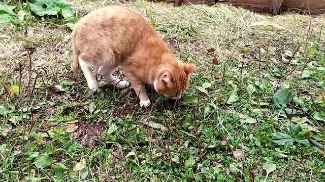 Ginger kitten plays with a mouse outdoors. The cat caught the mouse.