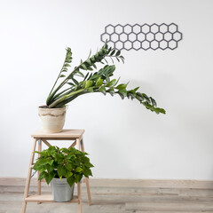 Zamioculcas plant in clay pot and Poinsettia on stool in white modern interior. decorative diamond-shaped panel on the wall. Scandinavian style