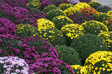 Obraz premium White, pink, red or yellow chrysanthemum plants in flower shop. Bushes of burgundy chrysanthemums garden or park outdoor. Chrysanthemum flower with leaves pattern colorful floral background as card