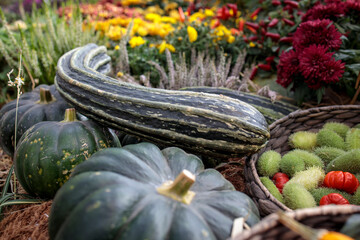 various kinds of small decorative pumpkins in a wicker basket as a decoration of garden