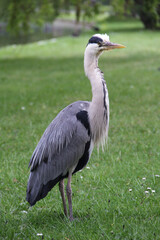 a young heron walking in the city park.