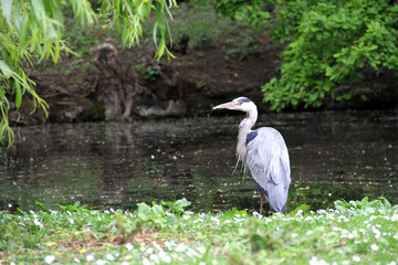 a young heron walking in the city park