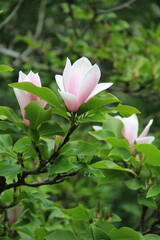 pink magnolia flower on a branch