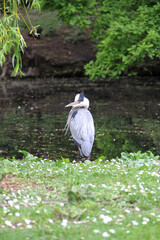 a young heron walking in the city park.