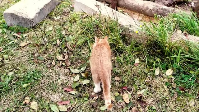 The cat caught the mouse. Ginger kitten plays with a mouse outdoors.