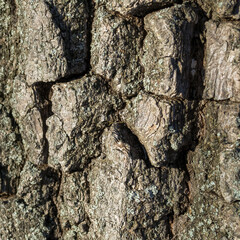 Tree bark texture, close-up of rough wooden background. Selective focus