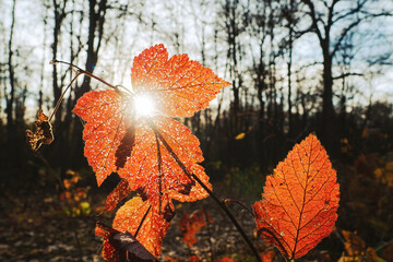Red leaves with sunbeam against autumn forest. Focus on foreground