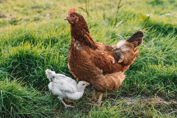 chicken on the grass