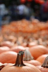 pumpkin on the ground