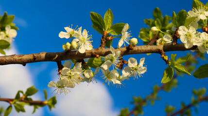 tree branch with flowers