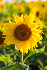sunflowers in the field