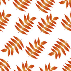 Autumn golden rowan leaves pattern, vector graphics