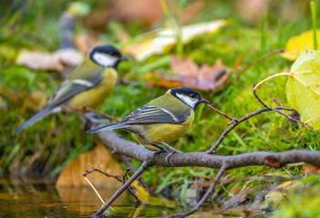 two birds a tit is sitting on a fallen branch among yellowed autumn foliage close-up