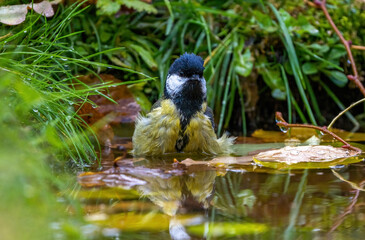 bird tit sitting bathing in a pond among fallen autumn foliage close-up