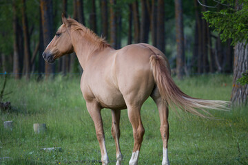 Brown horse at fence in the forest Teruel Spain