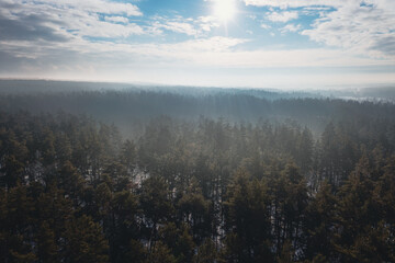 Winter morning landscape: aerial view over the crowns of pine trees. Misty pine forest in the morning. Misty haze among pine branches.