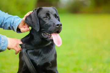 Black Labrador puppy on the grass with owner. happy dog sitting in the park