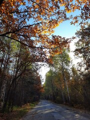 Fototapeta premium autumn in the forest