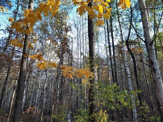 autumn in the forest