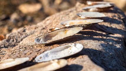 a genus of freshwater bivalve molluscs of the Unionid family.  The open shells of the molluscs lie on the rocks.  Ecology problems .
