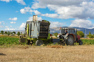 Fototapeta premium Tractor harvesting sugar beet in the field.