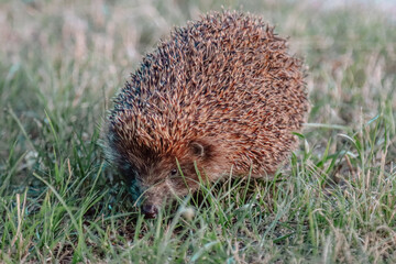 hedgehog in the grass